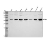 Anti-MCEMP1 Antibody Picoband® Boster Bio