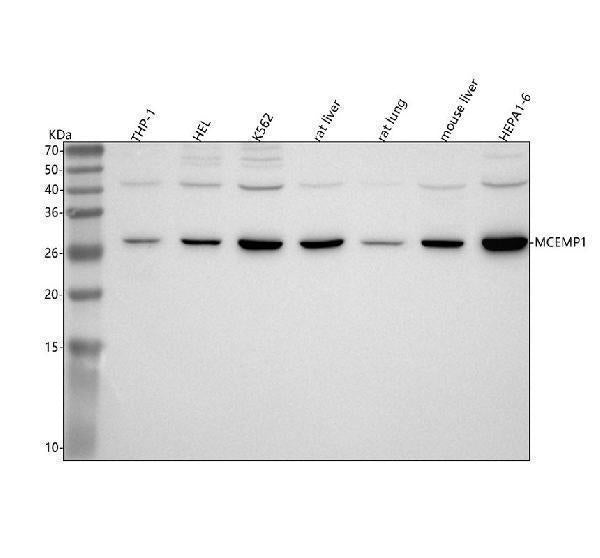 Anti-MCEMP1 Antibody Picoband® Boster Bio