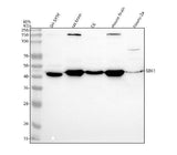 Anti-SBK1 Antibody Picoband® Boster Bio