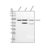 Anti-SLC22A24 Antibody Picoband® Boster Bio