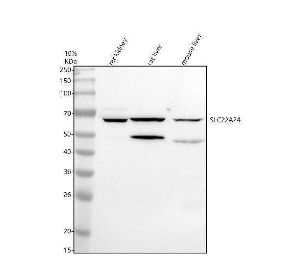 Anti-SLC22A24 Antibody Picoband® Boster Bio