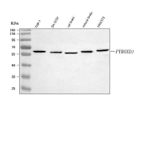 Anti-PYROXD1 Antibody Picoband® Boster Bio