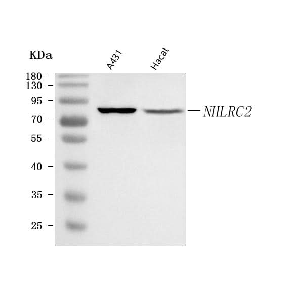 Anti-NHLRC2 Antibody Picoband® Boster Bio