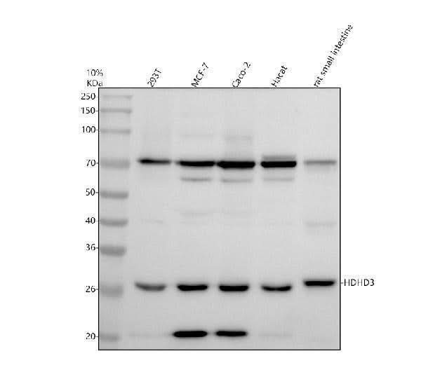 Anti-HDHD3 Antibody Picoband® Boster Bio