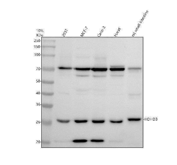 Anti-HDHD3 Antibody Picoband® Boster Bio