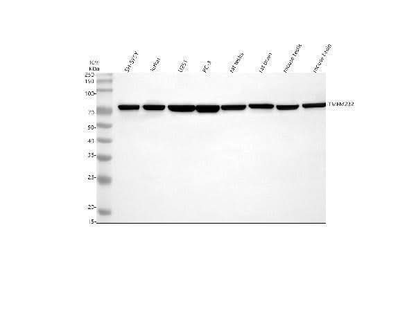 Anti-TMEM232 Antibody Picoband® Boster Bio