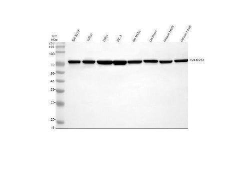 Anti-TMEM232 Antibody Picoband® Boster Bio