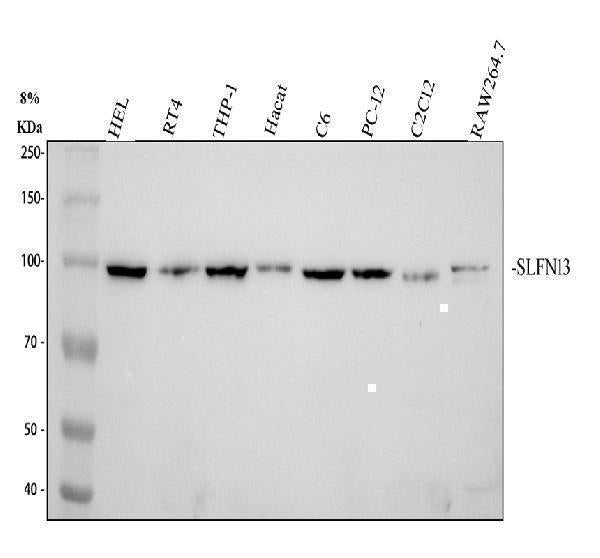 Anti-SLFN13 Antibody Picoband® Boster Bio