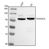 Anti-PCDHGC4 Antibody Picoband® Boster Bio