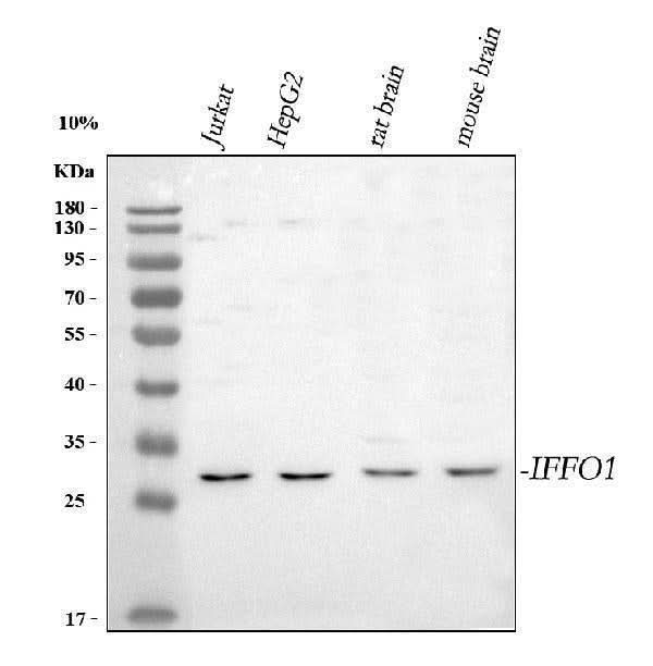 Anti-IFFO1 Antibody Picoband® Boster Bio