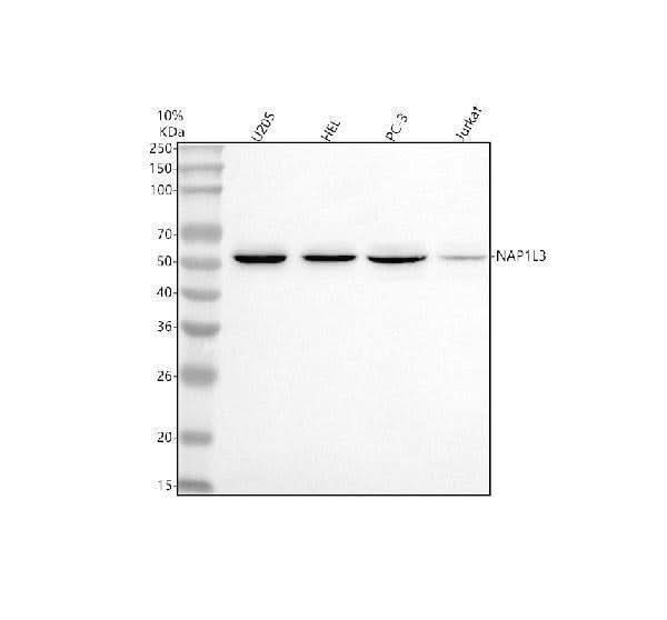 Anti-NAP1L3 Antibody Picoband® Boster Bio