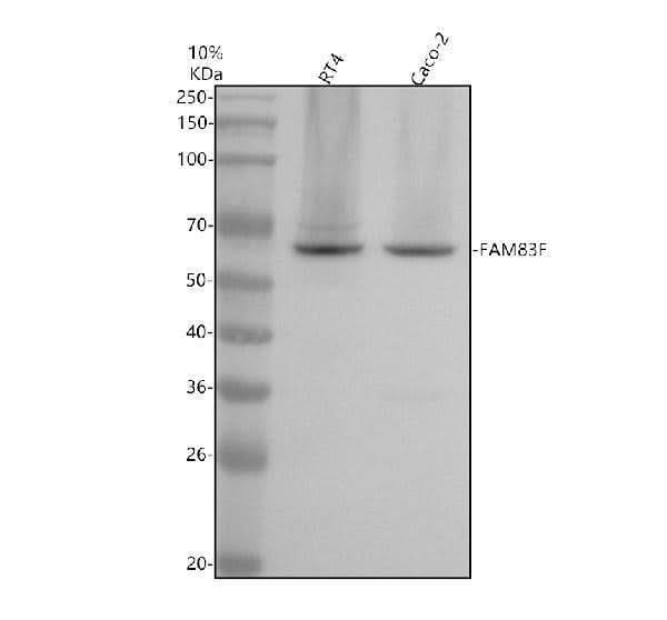 Anti-FAM83F Antibody Picoband® Boster Bio