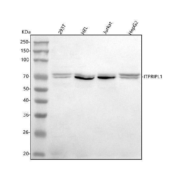 Anti-ITPRIPL1 Antibody Picoband® Boster Bio
