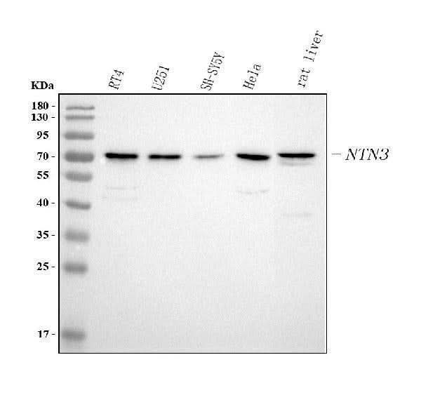 Anti-NTN3 Antibody Picoband® Boster Bio