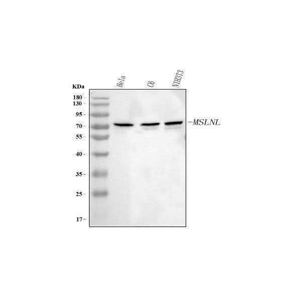 Anti-MSLNL Antibody Picoband® Boster Bio