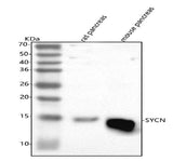Anti-SYCN Antibody Picoband® Boster Bio