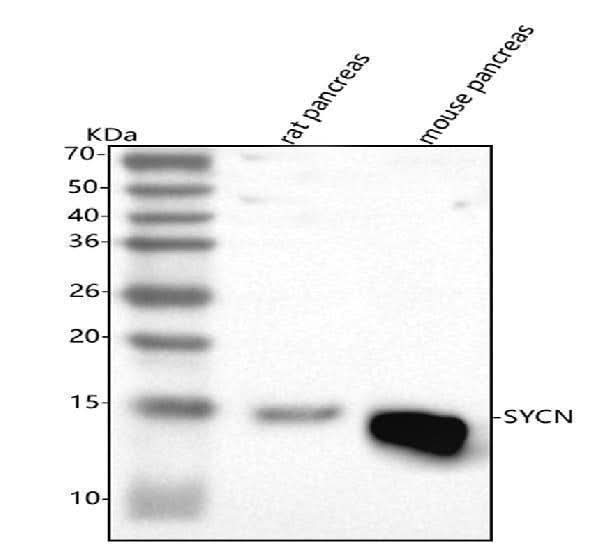 Anti-SYCN Antibody Picoband® Boster Bio
