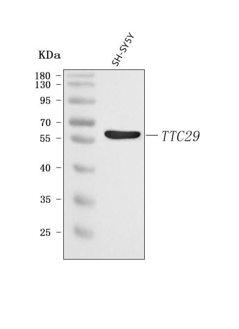 Anti-TTC29 Antibody Picoband® Boster Bio
