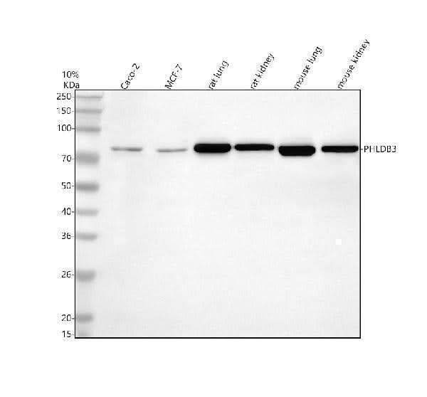 Anti-PHLDB3 Antibody Picoband® Boster Bio