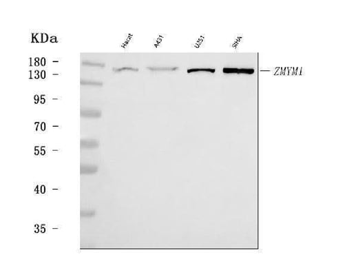 Anti-ZMYM1 Antibody Picoband® Boster Bio