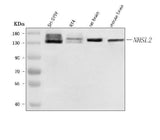 Anti-NHSL2 Antibody Picoband® Boster Bio