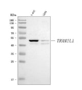 Anti-TRAM1L1 Antibody Picoband® Boster Bio