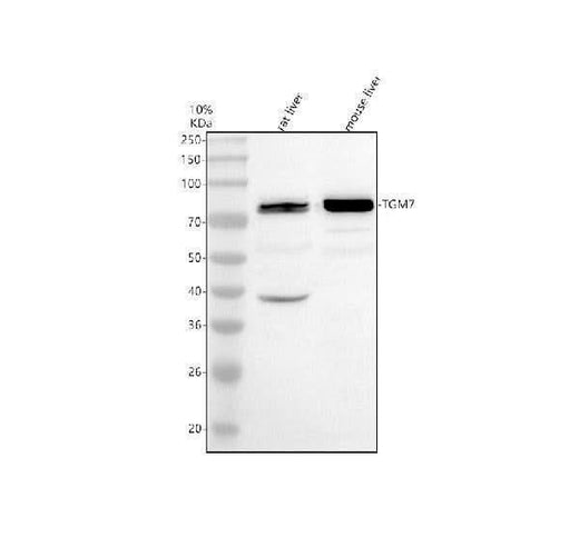 Anti-TGM7 Antibody Picoband® Boster Bio