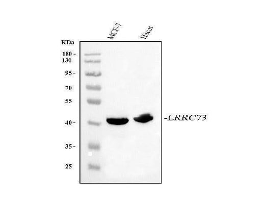 Anti-LRRC73 Antibody Picoband® Boster Bio