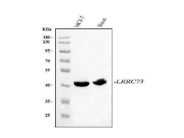 Anti-LRRC73 Antibody Picoband® Boster Bio