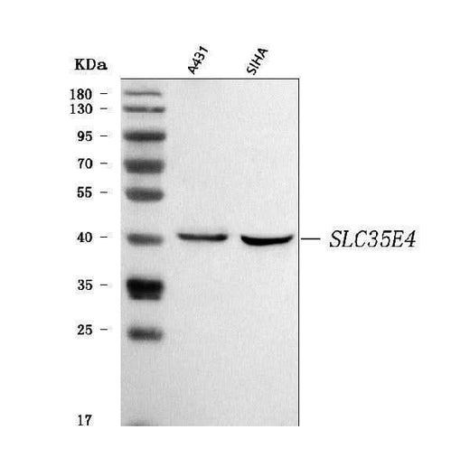 Anti-SLC35E4 Antibody Picoband® Boster Bio