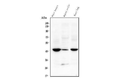 Anti-Tmem255b Antibody Picoband® Boster Bio