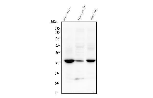 Anti-Tmem255b Antibody Picoband® Boster Bio