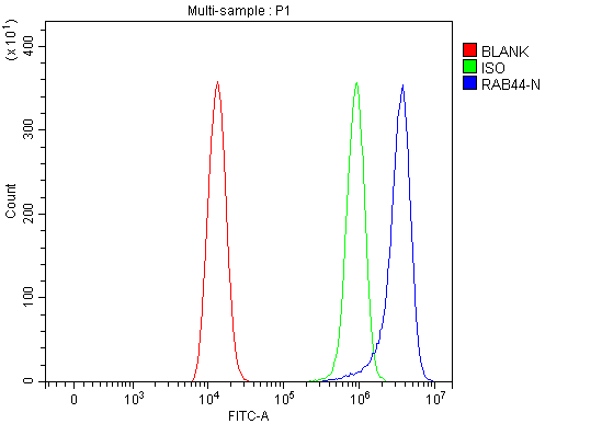 Anti-RAB44 Antibody Picoband® Boster Bio