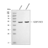 Anti-SERPINE3 Antibody Picoband® Boster Bio
