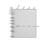 Anti-LIX1L Antibody Picoband® Boster Bio