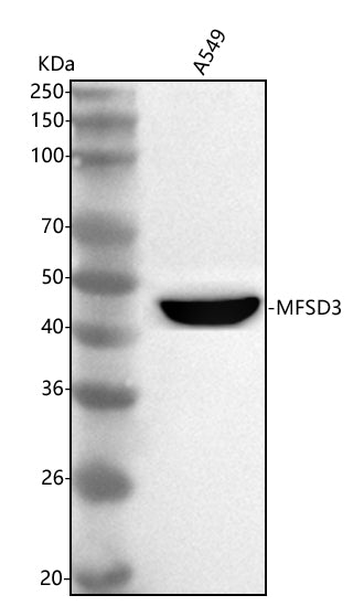 Anti-MFSD3 Antibody Picoband® Boster Bio