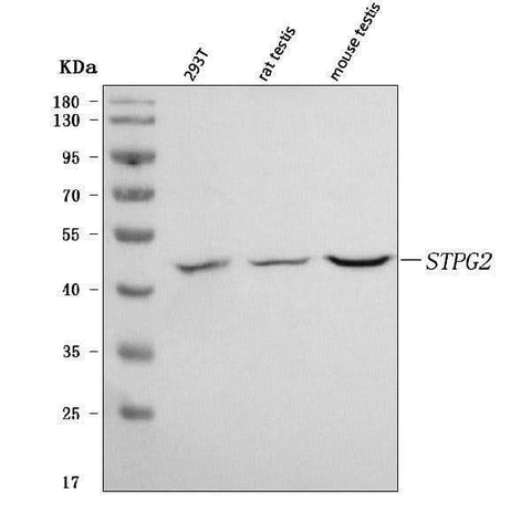 Anti-STPG2 Antibody Picoband® Boster Bio