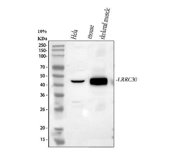 Anti-LRRC30 Antibody Picoband® Boster Bio
