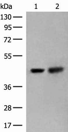 Anti-Human/Mouse/Rat ORC4 Antibody