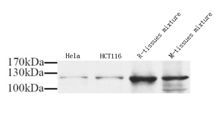 Western Blot analysis of various samples using NOS3 Polyclonal Antibody at dilution of 1:1000.