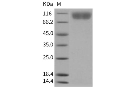 > 90 % as determined by reducing SDS-PAGE.