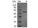 > 95 % as determined by reducing SDS-PAGE.