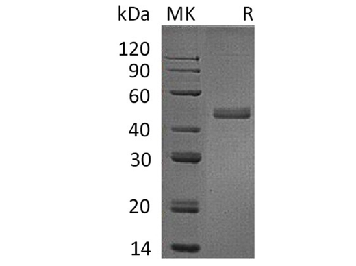 > 95 % as determined by reducing SDS-PAGE.