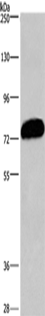 Anti-Human CDCP1 Antibody - ABMIUM
