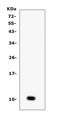 Anti-CCL6 Antibody Picoband® Boster Bio