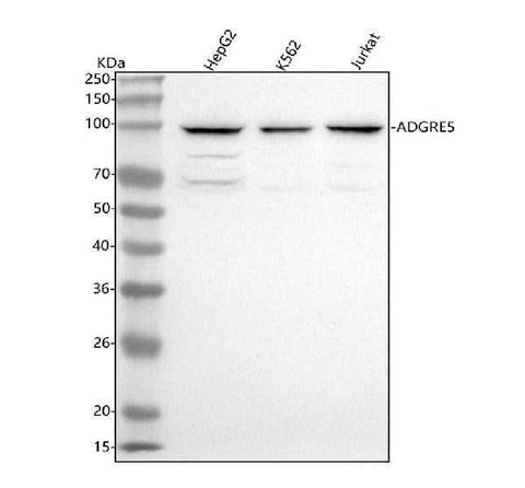Anti-ADGRE5 Antibody Picoband® Boster Bio