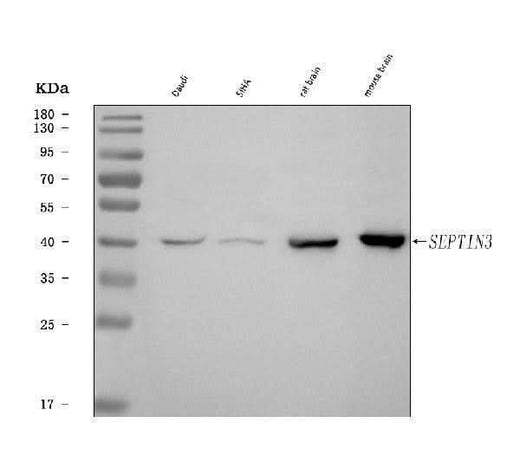 Anti-Septin 3/SEPTIN3 Antibody Picoband® Boster Bio
