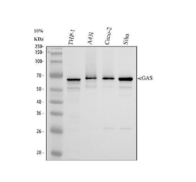 Anti-cGAS Antibody Picoband® Boster Bio