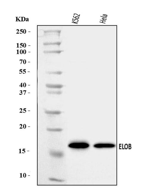 Anti-TCEB2/Elongin-B/ELOB Antibody Picoband® Boster Bio