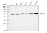 Anti-PTRF/CAVIN1 Antibody Picoband® Boster Bio